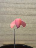 The Whirly - (4-Pack) Glow Pink